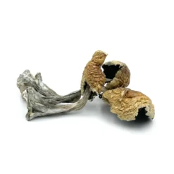 Daddy Long Legs Cubensis Magic Mushrooms