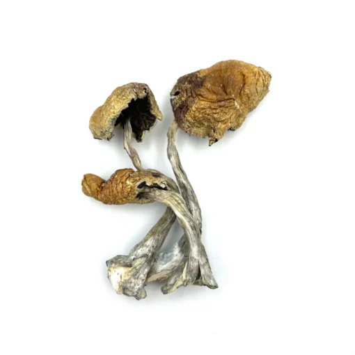 Daddy Long Legs Cubensis Magic Mushrooms
