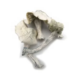 jedi mind fuck mushrooms