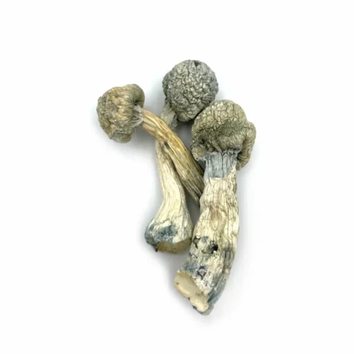 Albino Treasure Coast