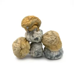 avalanche mushroom