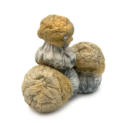 avalanche mushroom