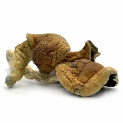 Blue Legs Magic Mushrooms