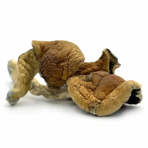 Blue Legs Magic Mushrooms