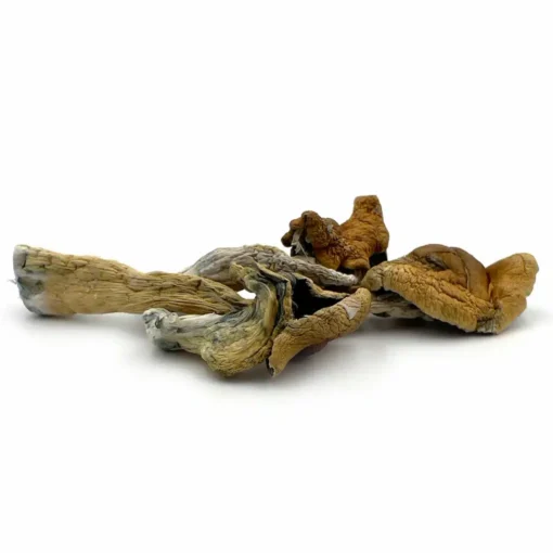 Blue Legs Magic Mushrooms