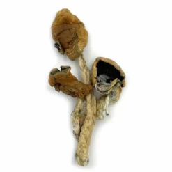 Blue Legs Magic Mushrooms