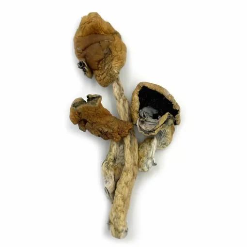 Blue Legs Magic Mushrooms
