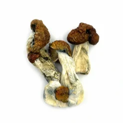 Blue Meanie Mushroom