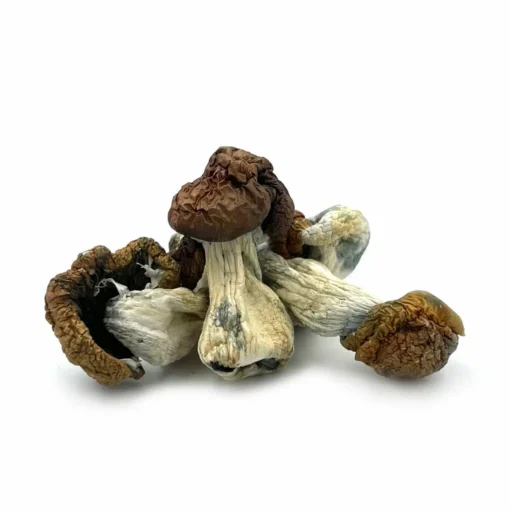 Blue Meanie Mushroom