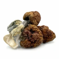 Blue Pulaski Mushroom