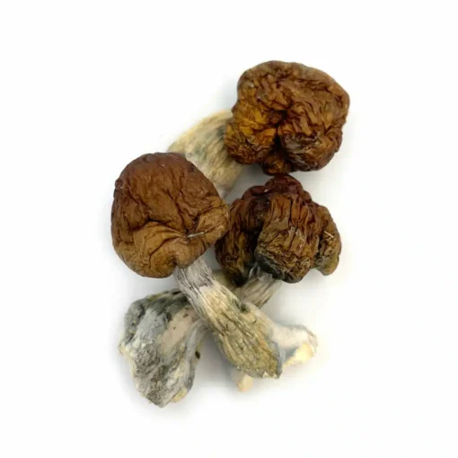 Blue Pulaski Mushroom