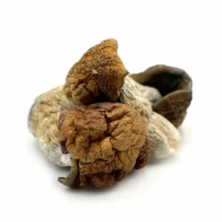 Dino Eggs Magic Mushrooms