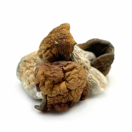 Dino Eggs Magic Mushrooms