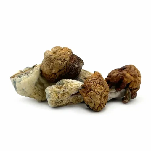 Dino Eggs Magic Mushrooms
