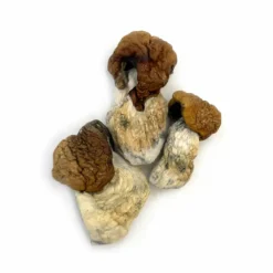 Dino Eggs Magic Mushrooms