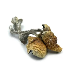 Daddy Long Legs Cubensis Magic Mushrooms