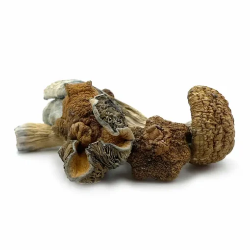 Golden Teacher Magic Mushroom