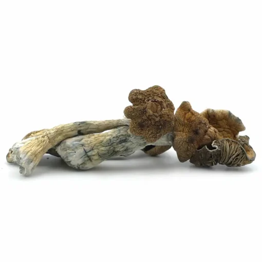 Golden Teacher Magic Mushroom