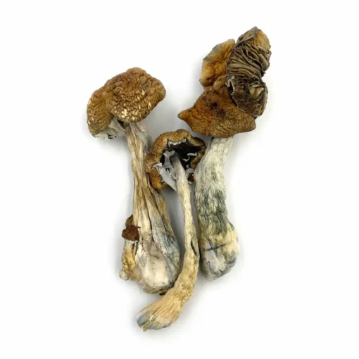 Golden Teacher Magic Mushroom