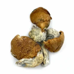 Koh Samui Mushroom