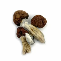 Vietnamese Cubensis