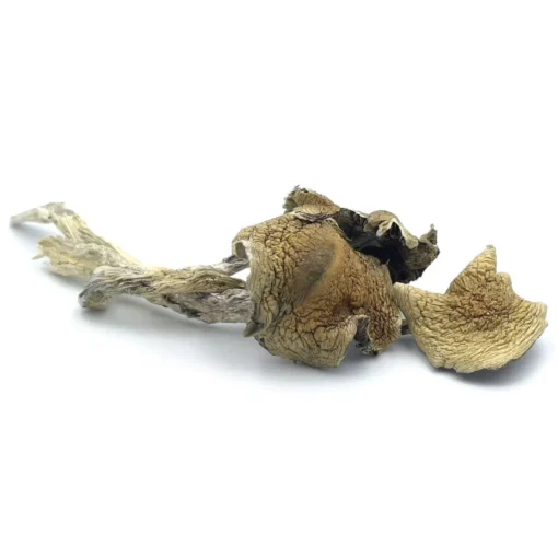 Mexican Cubensis Mushrooms