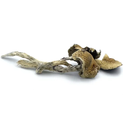 Mexican Cubensis Mushrooms