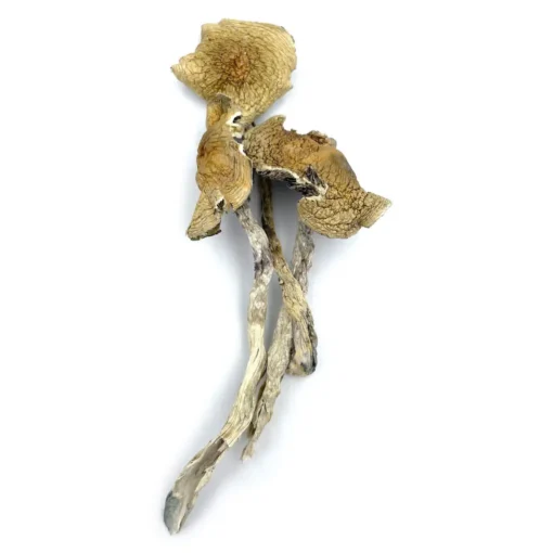 Mexican Cubensis Mushrooms